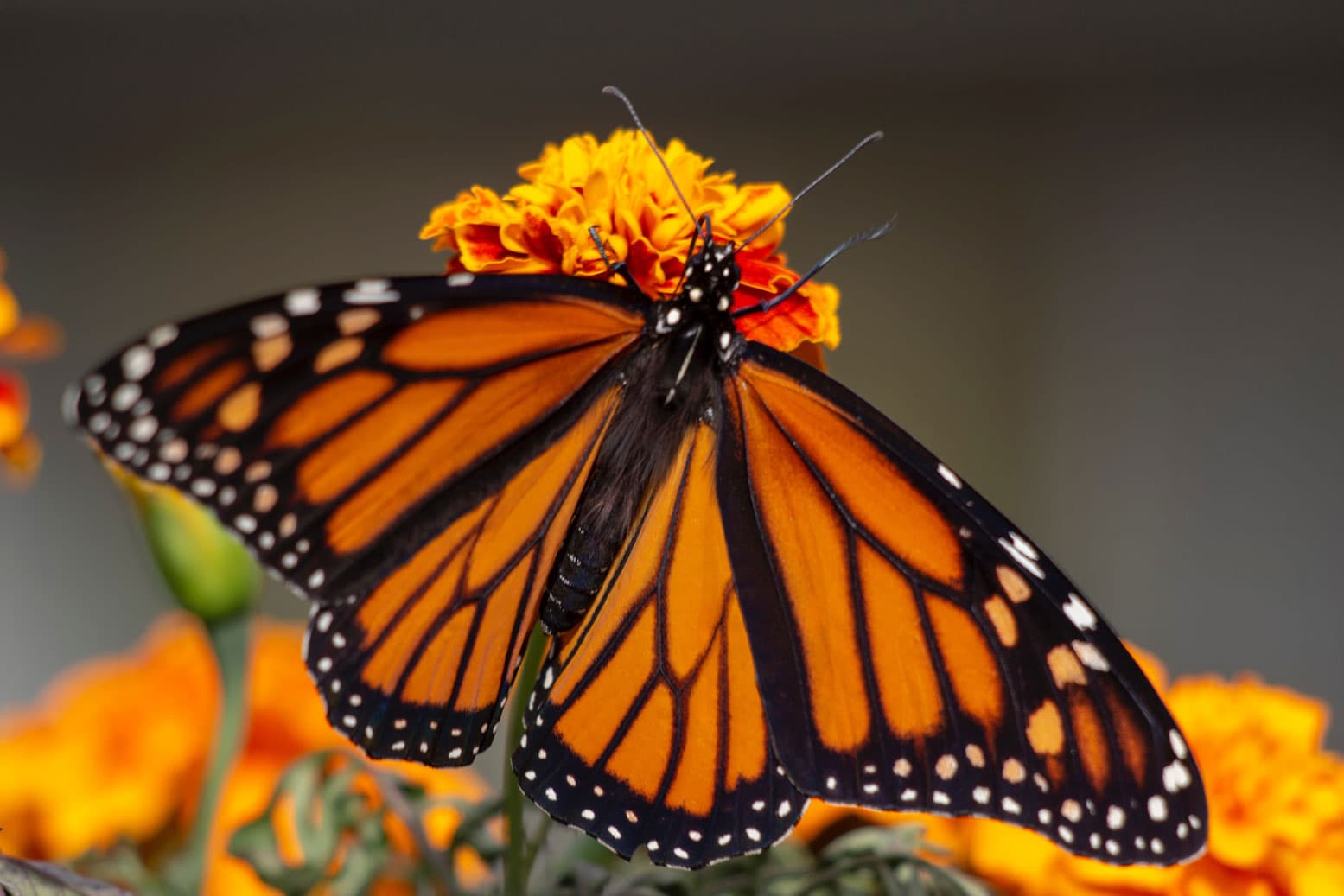 Reserva de la Mariposa Monarca en Michoacán: Santuarios Menos Visitados Cerca de Uruapan